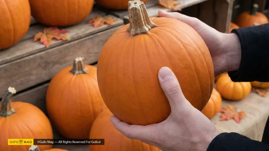 بررسی وزن و کیفیت پوست کدو حلوایی با دست هنگام خرید