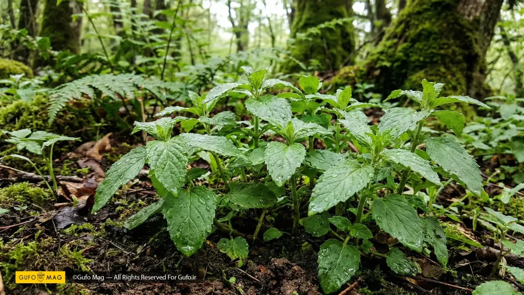 رویش سبزی‌های معطر وحشی و شبنم‌زده در کف جنگل‌های هیرکانی